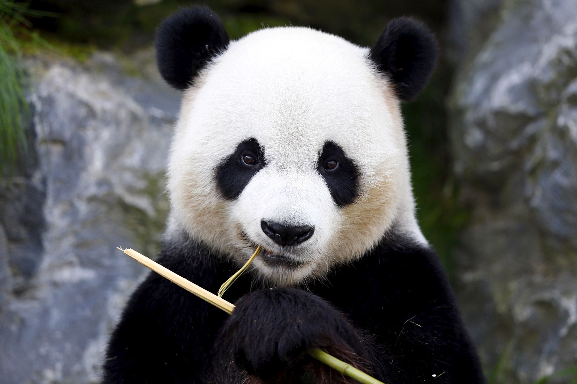 Panda Géant